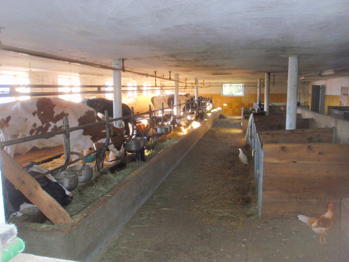 A peek into the barn as we walk downhill.